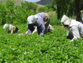 چرایی نقد و نشر موضوعات غیر کارشناسی در مورد  محصول توت فرنگی کردستان